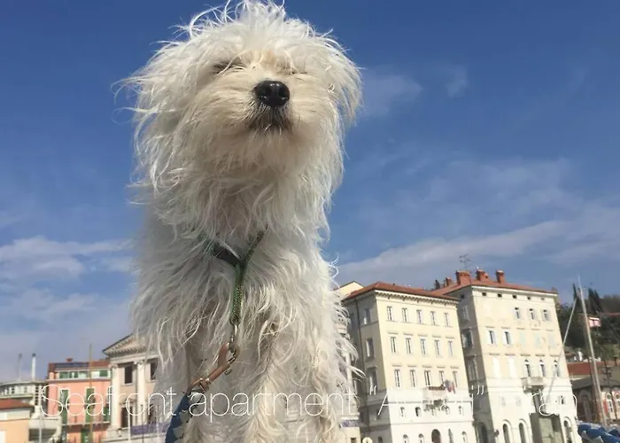 Seafront Ai Fari Piran